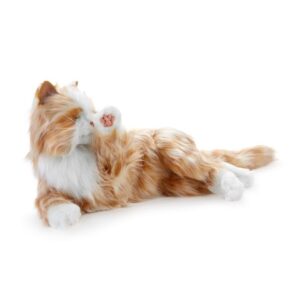 Companion Tabby Cat